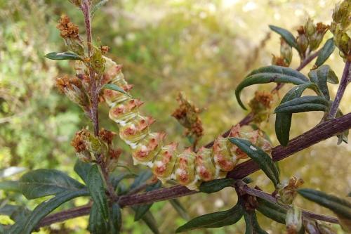 Cucullia artemisiae